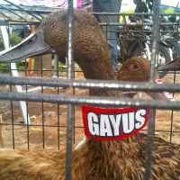 Serunya Menangkap Gayus 