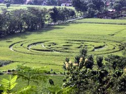 4 Orang dalam Waktu 4 Jam Bisa Membuat Crop Circle
