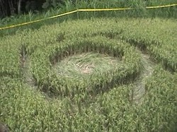 Warga Melihat Kilatan Api di Atas Crop Circle di Magelang