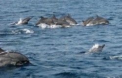 Melihat Lumba-lumba di Teluk Kiluan