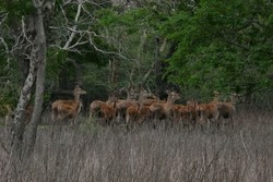 Panas Terik Yang Mengesankan di Baluran