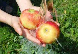 Cara Membersihkan Sayur dan Buah dari Pestisida