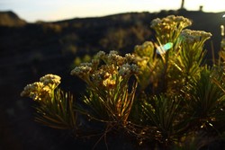 Tambora: Sebuah Catatan Perjalanan