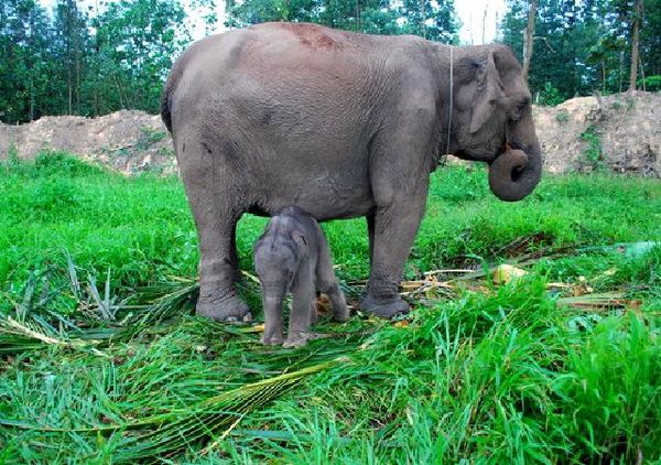Bayi Gajah Lahir di Riau Bayi Gajah Lahir di Riau