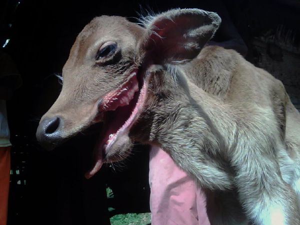 Anak Sapi Bermulut Serigala