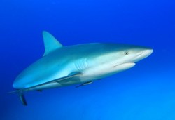 Sirip Ikan Hiu yang Berkhasiat Tapi Bikin Punah Hiu