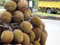 Musim Durian di Medan