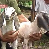 Kambing Tanpa Bulu Gegerkan Tangerang