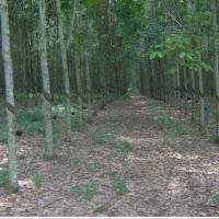 Produksi Lada Dunia Bakal Anjlok di 2011