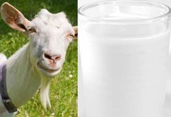Susu Kambing Lebih Mudah Dicerna Bayi