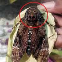 Kupu-Kupu Aneh Berpola Wajah Manusia Gemparkan Warga