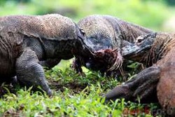 Keputusan New7Wonders: Komodo Bertahan, Kemenbudpar Keluar