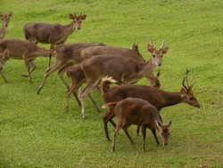 Mengenal Rusa Lebih Dekat di Cariu