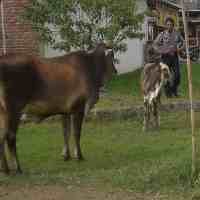 Polsek Wiyung Amankan Sapi?