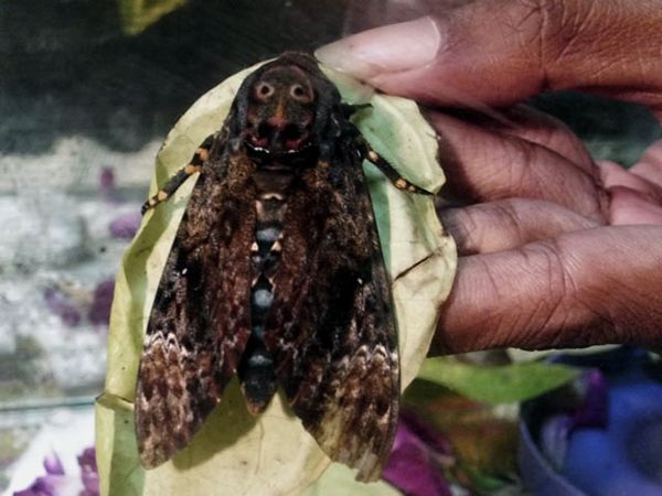 Kupu-Kupu Berpola Wajah Manusia