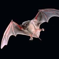 Kelelawar Ilhami Teknologi Penginderaan 