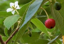 Kersen (Ceri), Buah Pinggir Jalan yang Menyehatkan