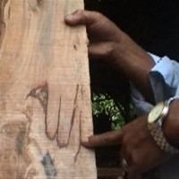 Ajaib, Ada Lafadz Allah di Dalam Pohon