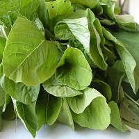 Daun Bayam Hasilkan Bahan Bakar Alternatif