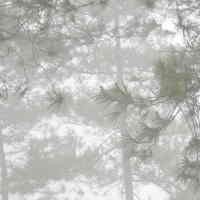 Muncul Titik Api, Kabut Asap Mulai Selimuti Riau