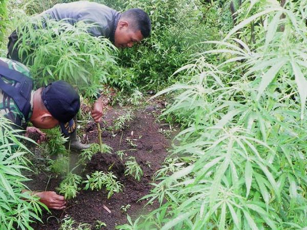 Ladang Ganja Ditemukan di Garut