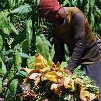 Petani Tembakau Dianjurkan Tanam Tembakau Virginia