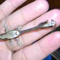 Belalang Aneh Gegerkan Warga Malang