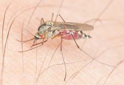 Indonesia Juara Demam Berdarah di ASEAN