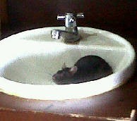 Hiii...Ada Tikus Berkeliaran di Terminal IB Bandara Soekarno-Hatta