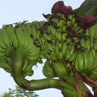 Pisang Berbuah Lima Tandan Gegerkan Warga Pacitan