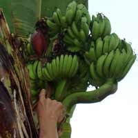 Warga Mimpi Diberi Bayi Sebelum Temukan Pisang Bertandan Lima