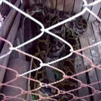 Ngeri! Ular Piton Jatuh dari Atap Kamar Juwariyah