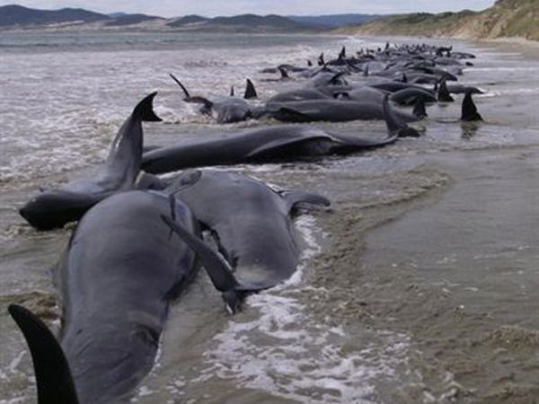 100 Paus Mati Terdampar