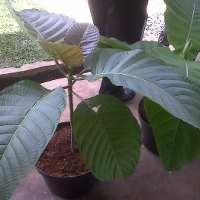 Memetik Uang dari Investasi Pohon Jabon