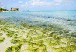 Rumput Laut Dilirik Jadi Obat Malaria