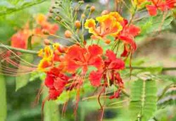 Khasiat Obat di Balik Warna-warni Kembang Merak