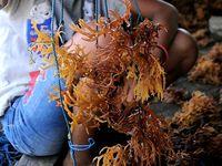 Budidaya Rumput Laut di Desa Laikang