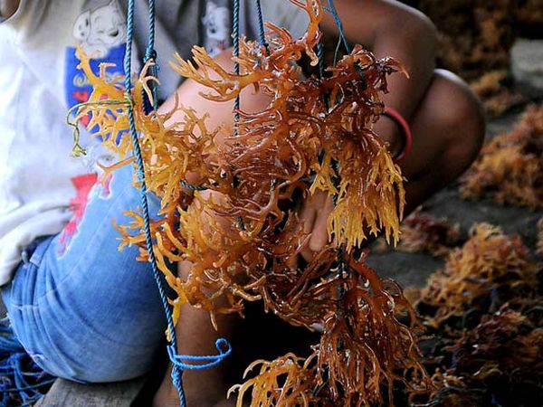 Budidaya Rumput Laut di Desa Laikang