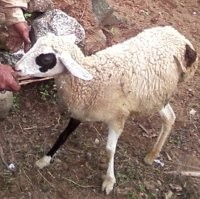 Domba Berkaki Tiga Kagetkan Warga Magelang 