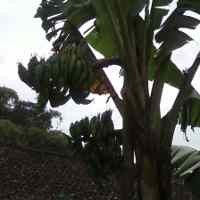 Aneh, 2 Batang Pohon Pisang Berbuah & Bercabang Secara Bersamaan