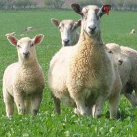 Ingin Tampil Lebih Baik, Klub Bulgaria Berpaling ke Domba