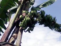 Pisang Aneh Gegerkan Magelang