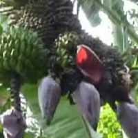 Pisang Bertandan Tiga Gegerkan Warga Nganjuk