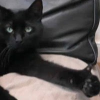 Heboh! Kucing Bisa Acungkan Jempol Layaknya Manusia