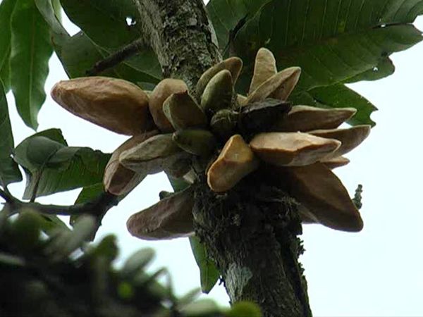 Pohon Mangga Berbuah Pisang Gegerkan Warga