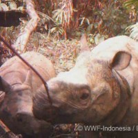 Induk dan Anak Badak Jawa Tertangkap Kamera di Ujung Kulon