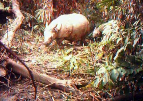 Badak Jawa Belum Punah