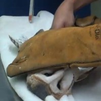 Tewaskan Burung Hantu, Pemain Sepakbola Siap Dihukum