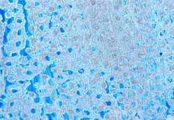 Sel-sel Tubuh Bunuh Diri Biar Manusia Panjang Umur