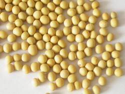 Kedelai, Nutrisi Hebat Buat Wanita